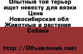 Опытный той-терьер ищет невесту для вязки!  › Цена ­ 500 - Новосибирская обл. Животные и растения » Собаки   